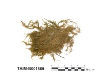 藏品(牛角苔)的圖片